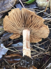 Cortinarius ohlone