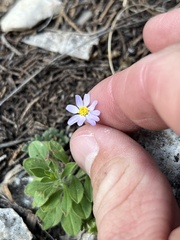 Chaetopappa bellidifolia