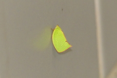 Salurnis marginella