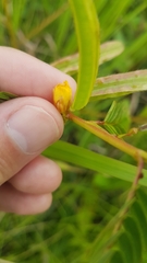 Chamaecrista nictitans praetexta