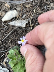 Chaetopappa bellidifolia