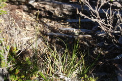 Carex delacosta