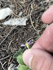Chaetopappa bellidifolia