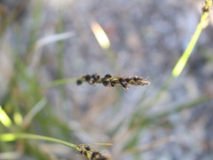 Carex delacosta