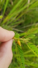 Chamaecrista nictitans praetexta