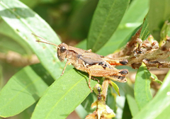 Phaulacridium vittatum