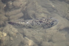 Sarotherodon melanotheron