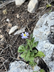 Chaetopappa bellidifolia