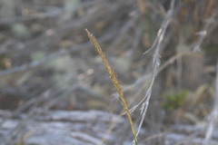 Carex delacosta