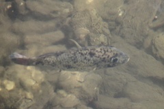 Sarotherodon melanotheron