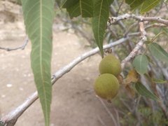Juglans microcarpa
