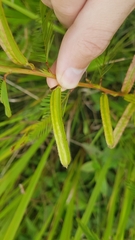 Chamaecrista nictitans praetexta