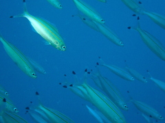 Pterocaesio digramma