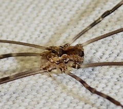 Leiobunum