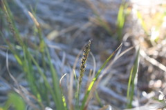 Carex delacosta