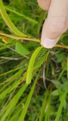Chamaecrista nictitans praetexta