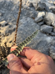 Astrolepis integerrima