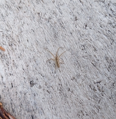 Tetragnatha versicolor