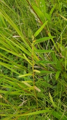 Chamaecrista nictitans praetexta