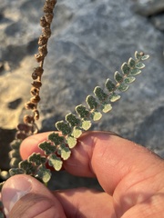 Astrolepis integerrima