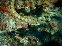 Corythoichthys schultzi