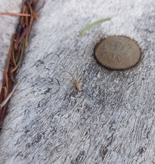 Tetragnatha versicolor