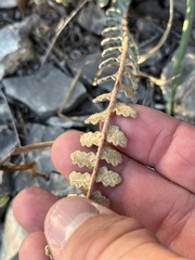 Astrolepis integerrima