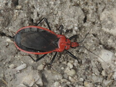 Rhiginia cinctiventris