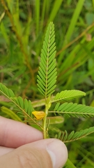 Chamaecrista nictitans praetexta