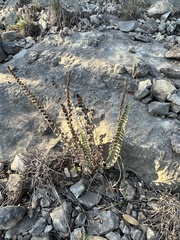 Astrolepis integerrima