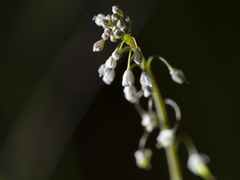 Thysanocarpus curvipes