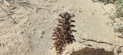 Aphyllon cooperi