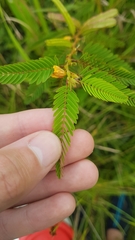 Chamaecrista nictitans praetexta
