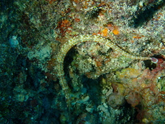 Corythoichthys schultzi