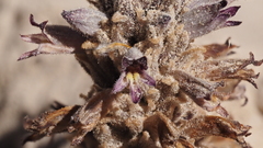 Aphyllon cooperi