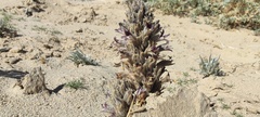 Aphyllon cooperi