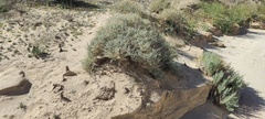 Aphyllon cooperi