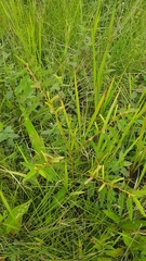 Chamaecrista nictitans praetexta