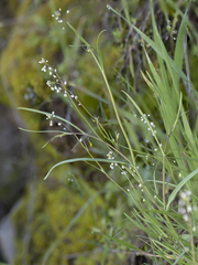Thysanocarpus curvipes