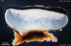 Tryblidiopsis magnesii