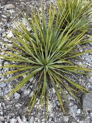 Yucca reverchonii