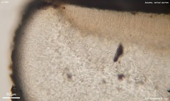 Tryblidiopsis magnesii