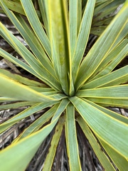 Yucca reverchonii