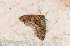 Trichopterigia sanguinipunctata