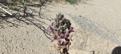 Aphyllon cooperi