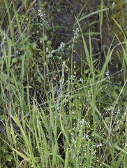 Thysanocarpus curvipes