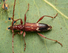 Coptocercus aberrans