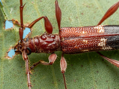 Coptocercus aberrans