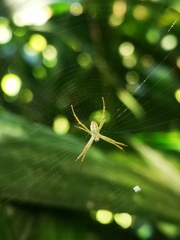 Argiope