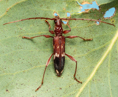 Coptocercus aberrans
